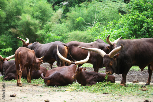 Bulls at Safari Park, Cisarua, Bogor, West Java, Indonesia.