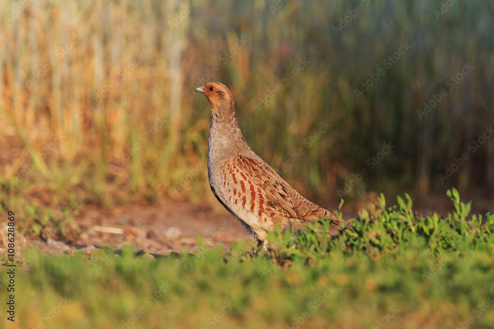 partridge at sunrise partridge at sunrise