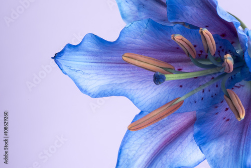 Fototapeta Naklejka Na Ścianę i Meble -  Macro image of a blue Tiger Lily. Taken with copy space on a lilac background.