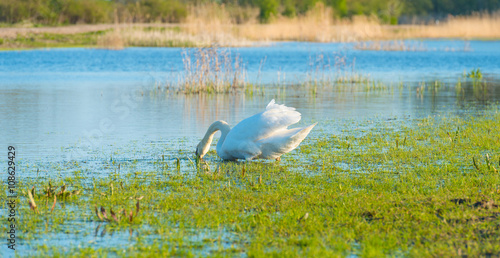Swan swimming in a lake in spring