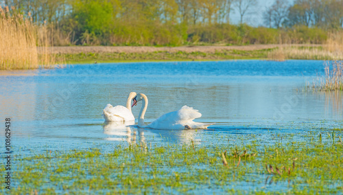 Swan swimming in a lake in spring