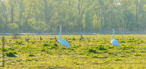 Swans walking in a field in spring 
