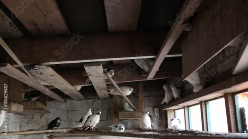 domestic pigeons in the dovecote on vacation sitting on the shelf photo