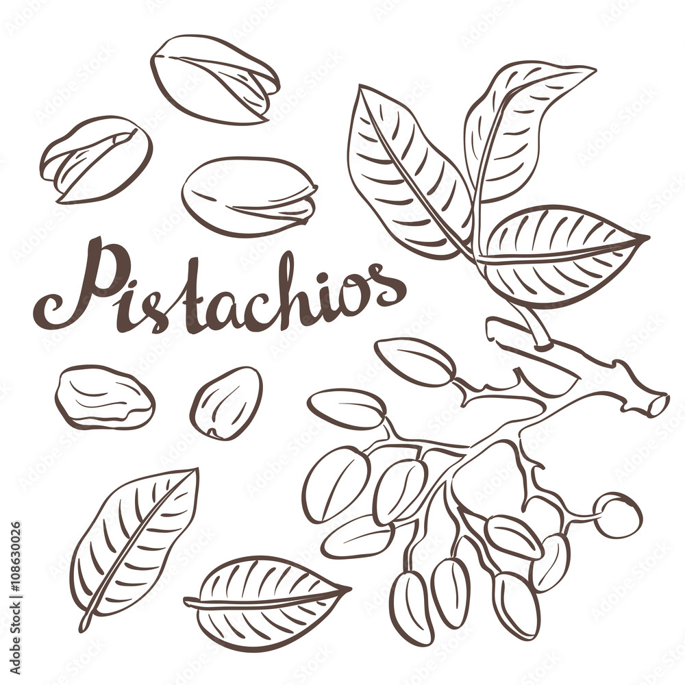 Pistachio nuts with leaves and pistachio tree. Vector illustration. Pistachio nuts with leaves and pistachio tree. Vector illustration.