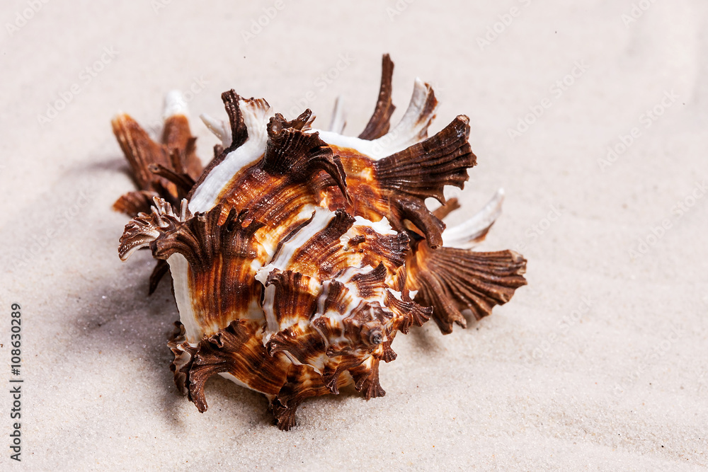 Fototapeta premium Сolorful conch seashell on the white sand background