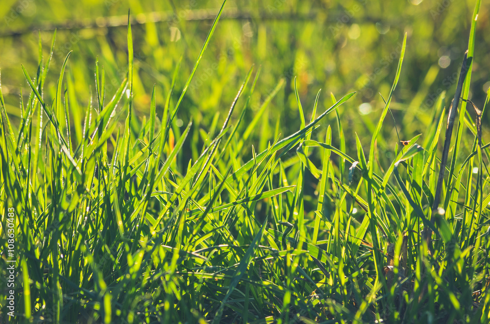 Fototapeta premium Zielona trawa