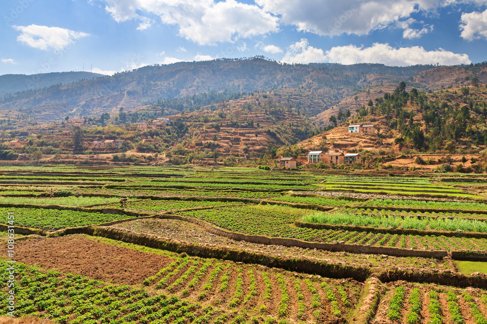 Agricultural fields in Madagascar under a blue sky in summer