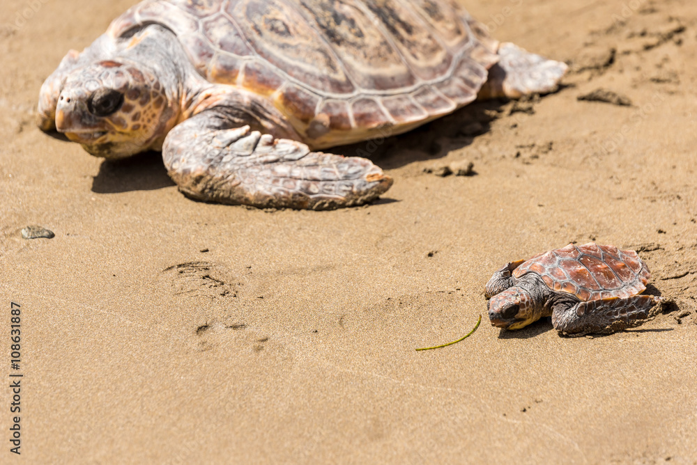 Naklejka premium Turtle Baby on beach