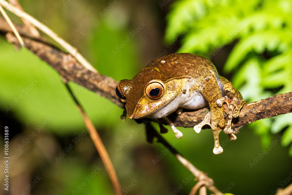 Obraz premium Rzekotka (prawdopodobnie Boophis madagascariensis) w nocy w Parku Narodowym Ranomafana na Madagaskarze