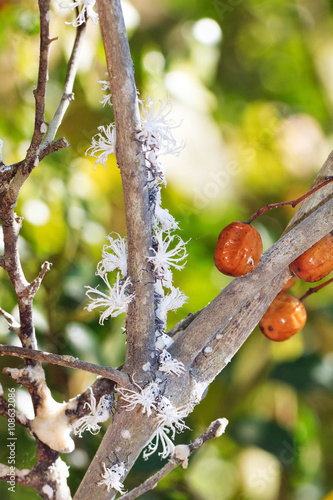 Flower bugs (Flatida coccinea) in Anja reserve national park, Madagascar photo