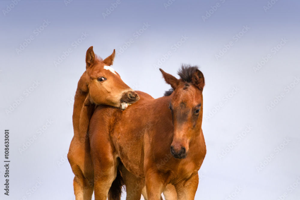 Fototapeta premium Two colt portrait 