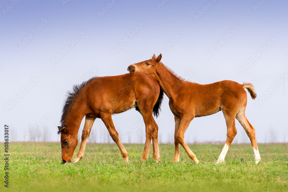 Two foals play Two foals play