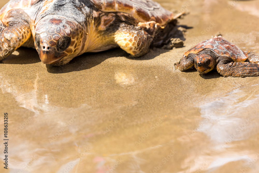 Naklejka premium Turtle Baby on beach