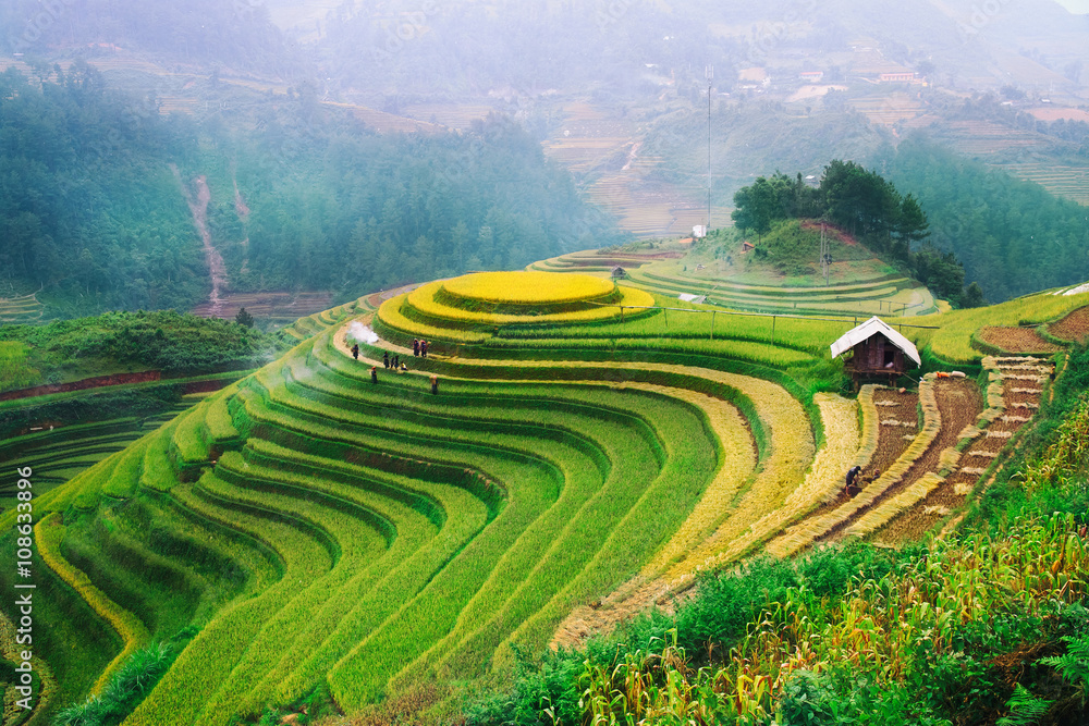 Rice fields on terraced of Mu Cang Chai, YenBai, Vietnam. Rice fields prepare the harvest at Northwest Vietnam.Vietnam landscapes.
