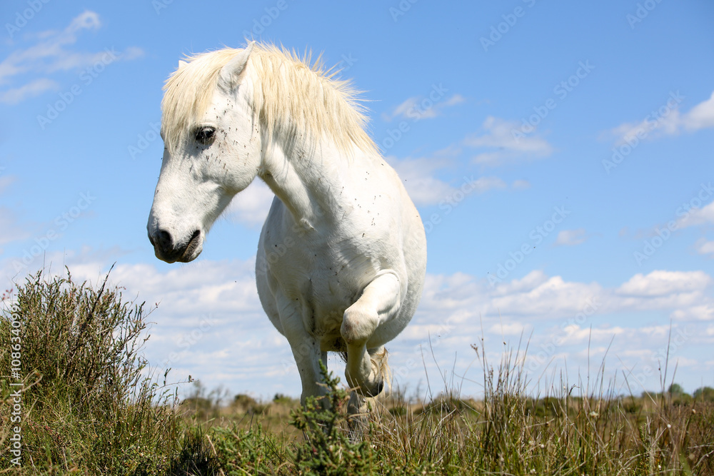 Obraz premium la Camargue