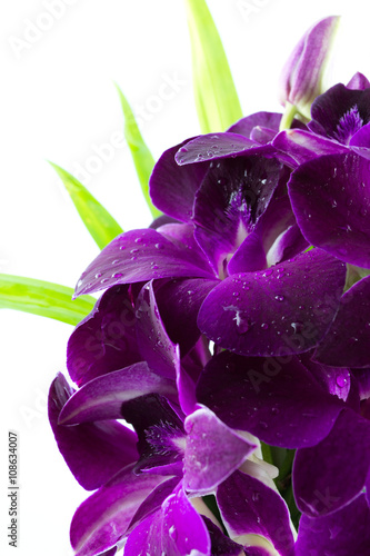 orchid on white background
