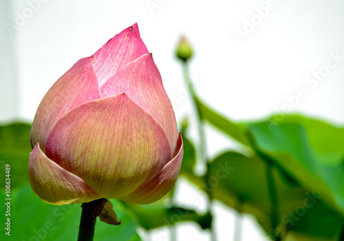 lotus flower