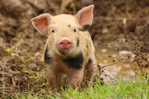 Cute piglet watching at camera