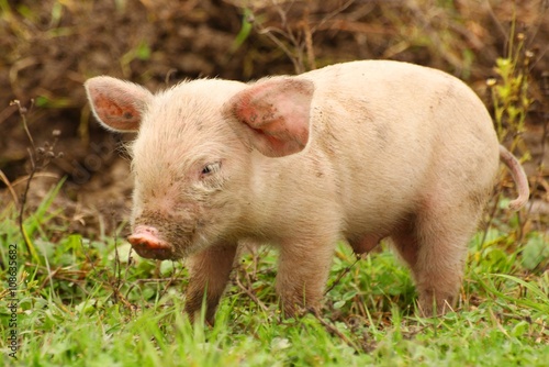 Cute baby pig