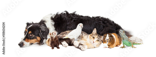 Pets Together on White Banner