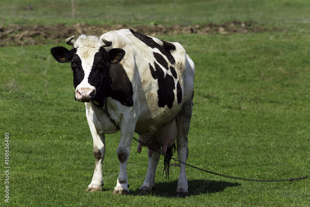 Cow on a grass background in the Ukrainian village