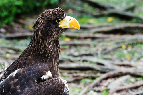 Portrait of a eagle symbol the hunting