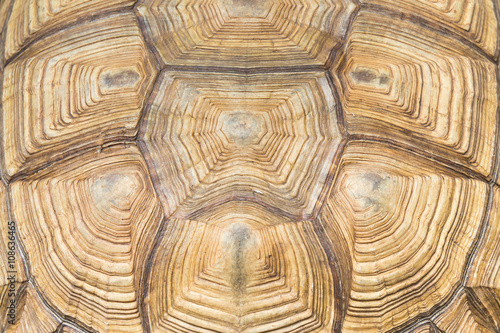 turtle's back background texture