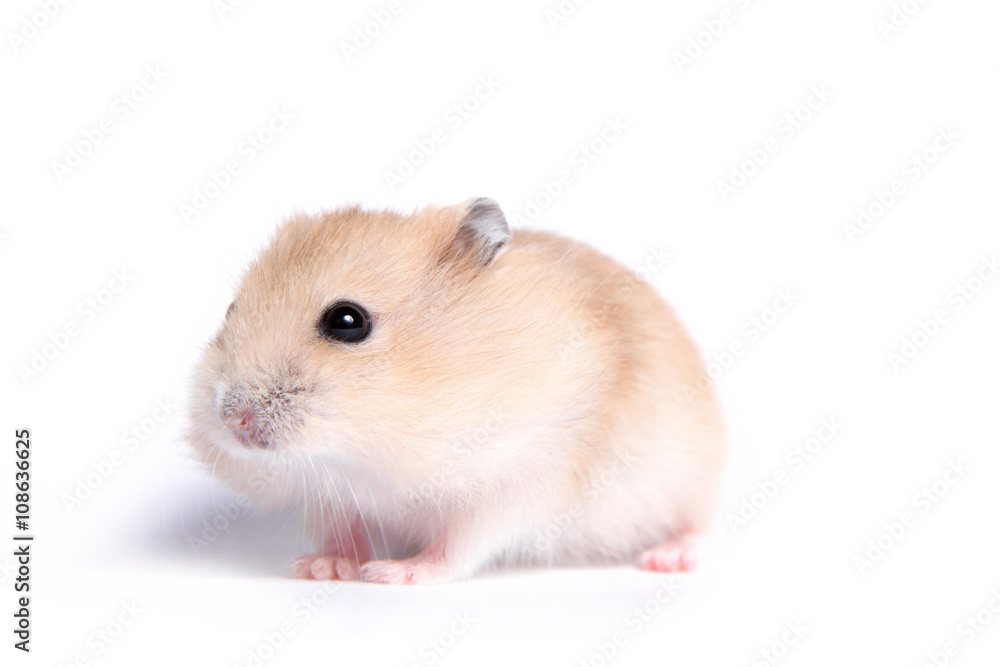 Portrait of a little hamster on an isolated background Portrait of a little hamster on an isolated background