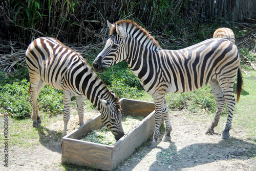 Two adult Zebra close up in Indonesia