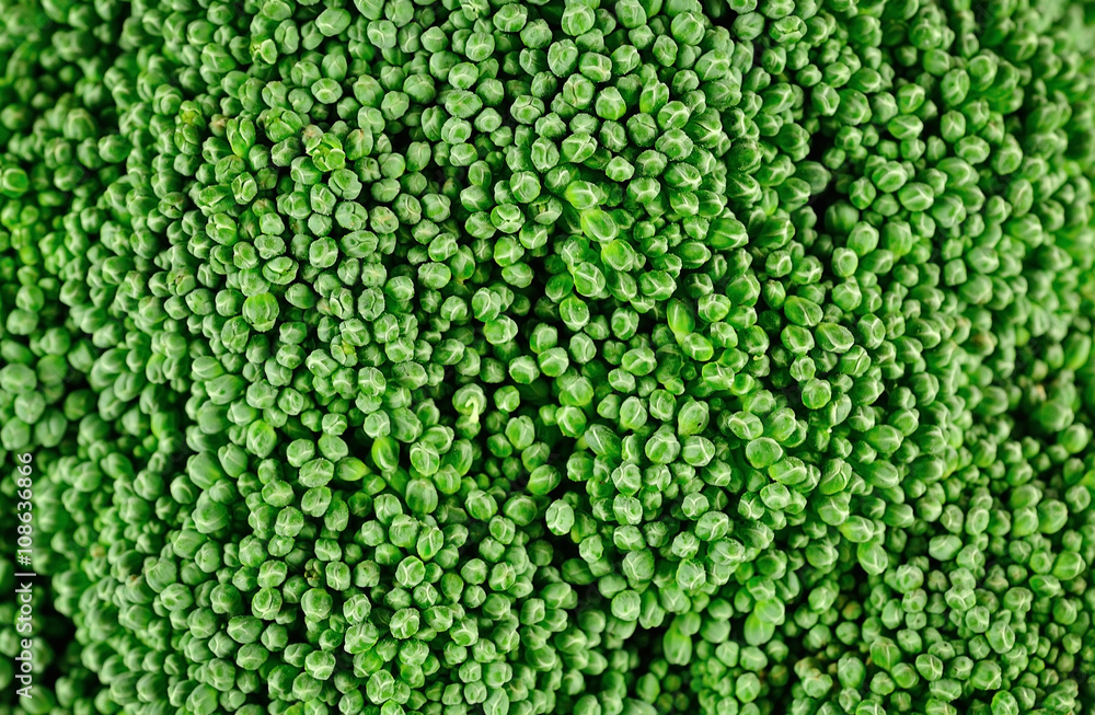 Broccoli close up for background