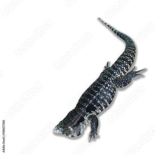 Asian water monitor isolated on white background