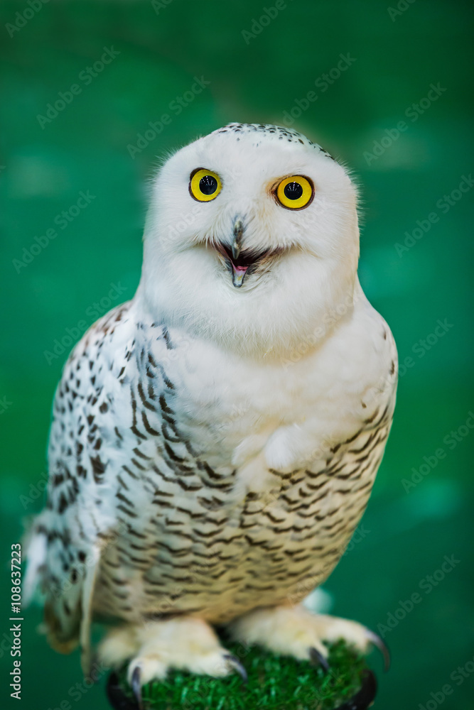 Obraz premium young owl perched on leather glove