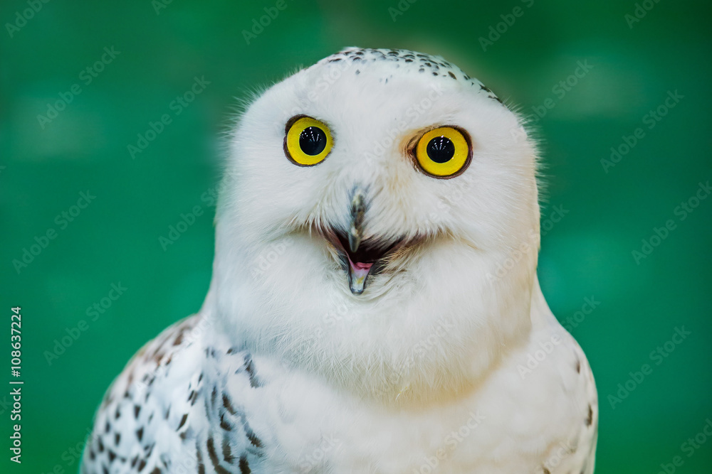 Obraz premium young owl perched on leather glove