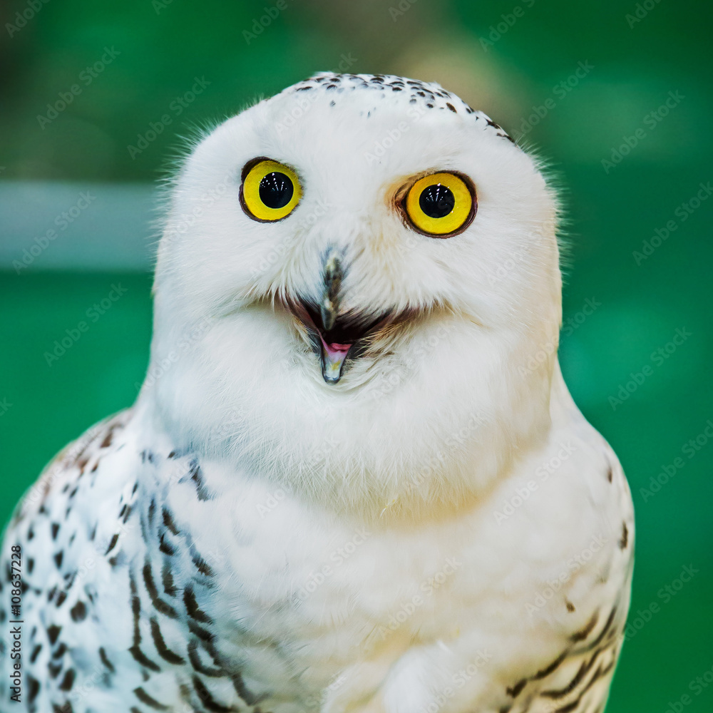 Obraz premium young owl perched on leather glove