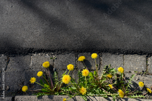 yellow dandelions and asphalt background