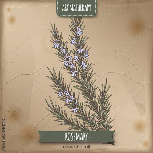 Color rosemary sketch on vintage paper background. 