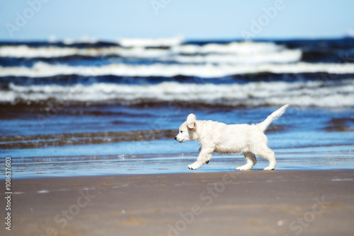 Fototapeta Naklejka Na Ścianę i Meble -  golden retriever puppy running on a beach