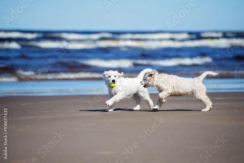Fototapeta Naklejka Na Ścianę i Meble -  golden retriever puppies running on the beach