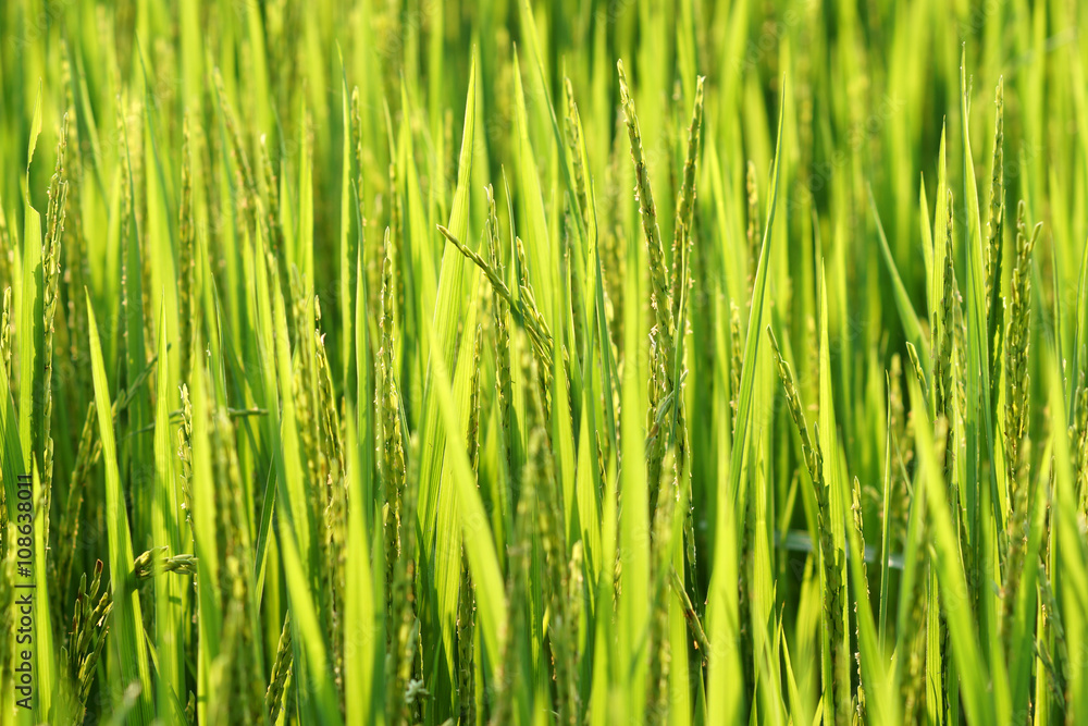 Obraz premium Rice field