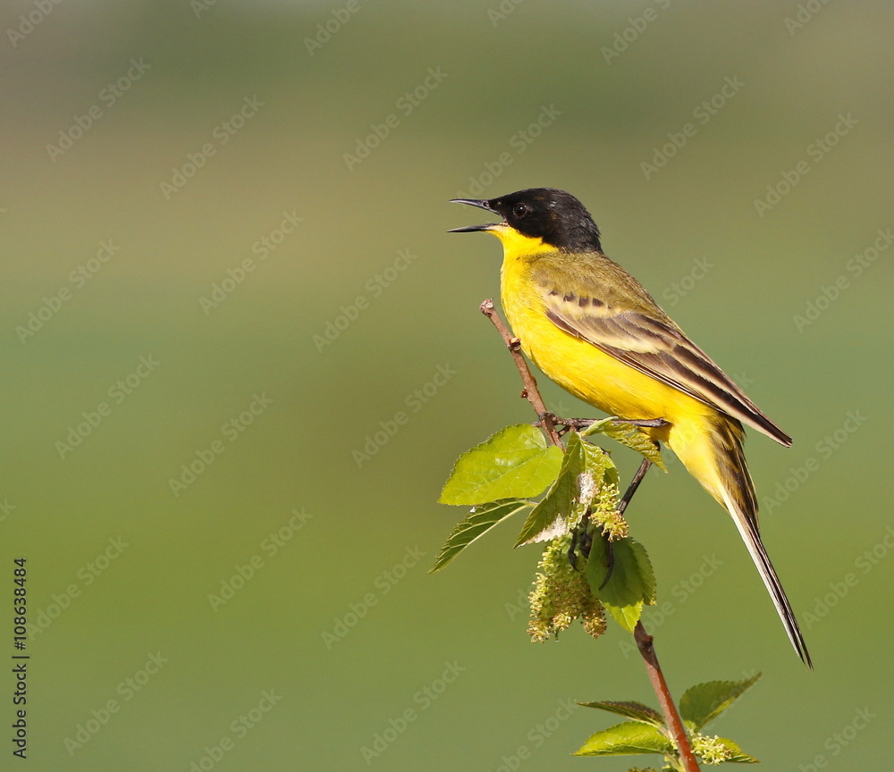 Obraz premium Yellow Wagtail sings, Motacilla flava feldegg