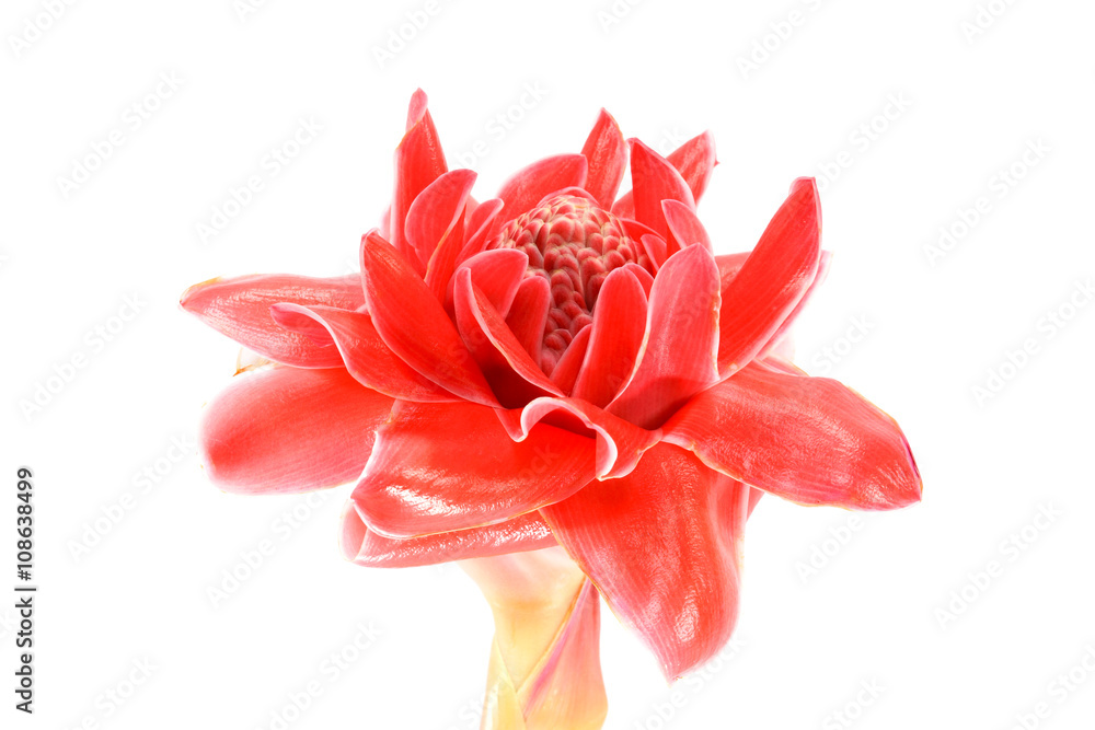 Tropical flower red torch ginger