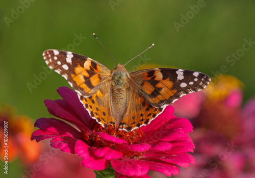 Painted Lady butterfly sitting on pink zinnia flower © romantiche