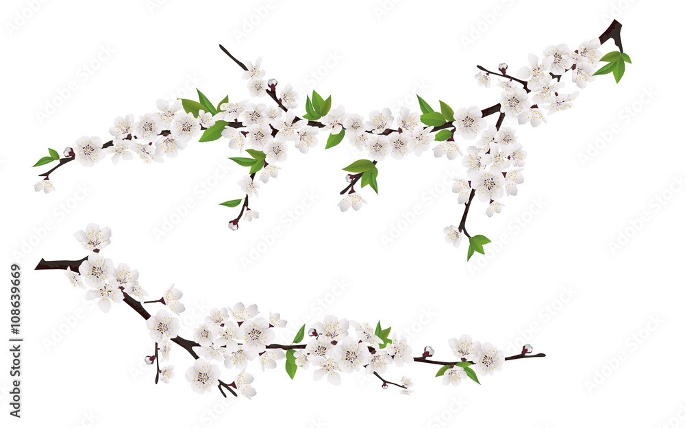 Fototapeta premium Set of spring blooming tree branches, tree branch with white flowers and leaves.