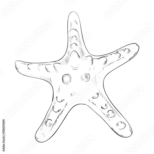 Vector sketch of starfish
