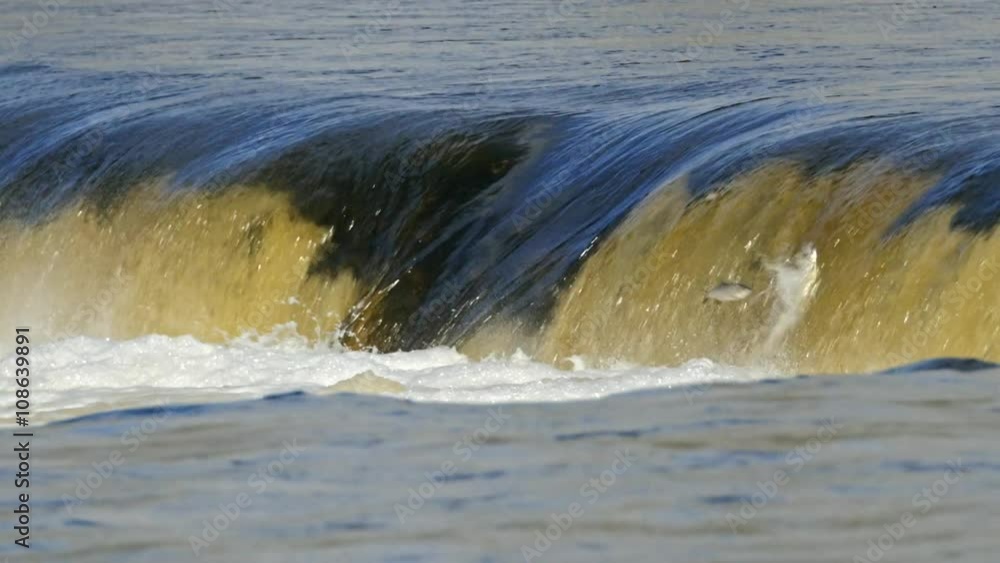 Vimba fish jumping up the Europe's widest waterfall Venta rapids in Kuldiga, Latvia during spring floods Vimba fish jumping up the Europe's widest waterfall Venta rapids in Kuldiga, Latvia during spring floods