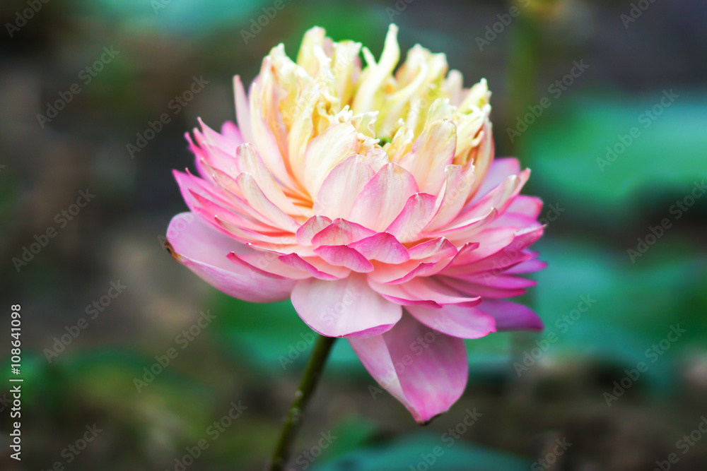 pink lotus flower in blooming pink lotus flower in blooming