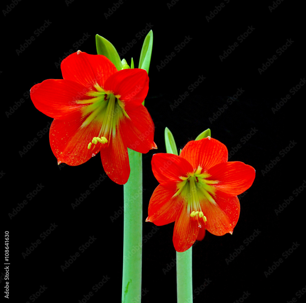 Beautiful Blossoms of red Amaryllis flower Beautiful Blossoms of red Amaryllis flower