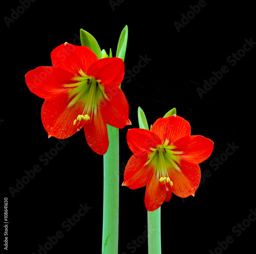 Beautiful Blossoms of red Amaryllis flower
