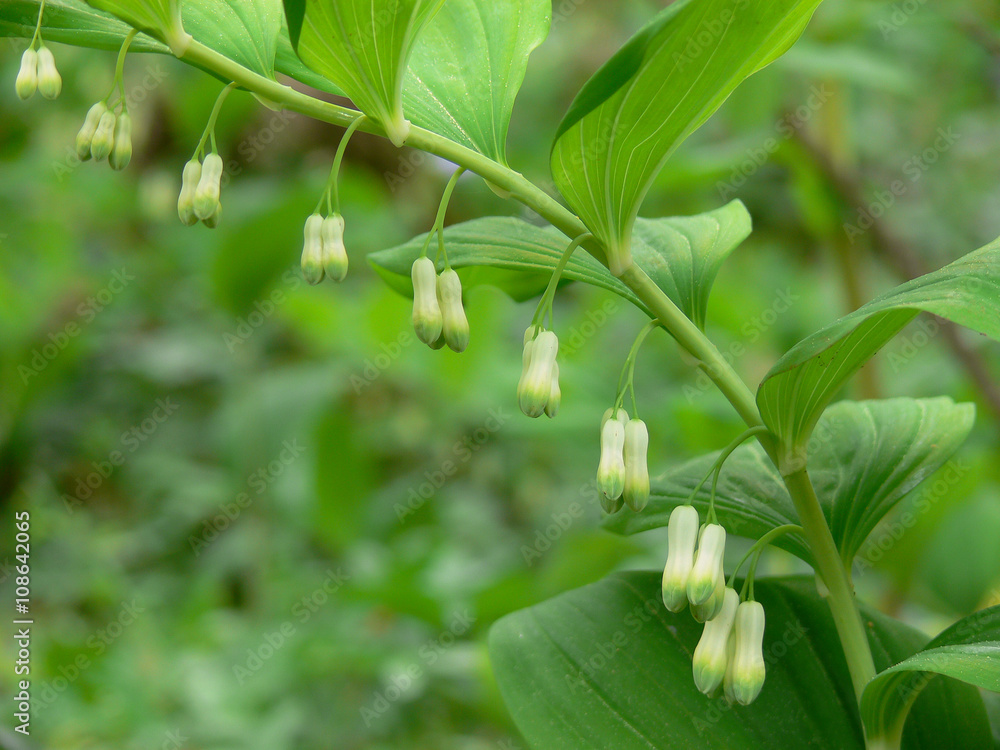 sigillo di Salomone (Polygonatum officinale) - Pianta con fiori Stock Photo  | Adobe Stock