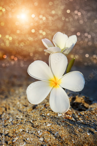 two plumeria flowers on the sand on the beach